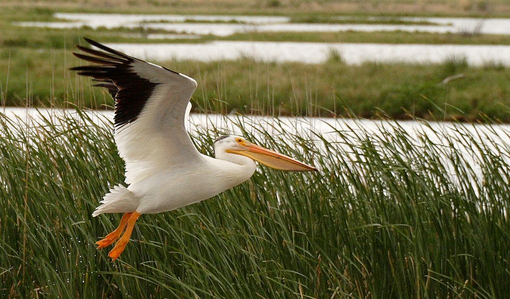 About Pelican Takeoff